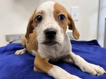 ZARA -  Labrador Retriever Dog for Adoption in San Clemente, California - ZARA | PetCurious