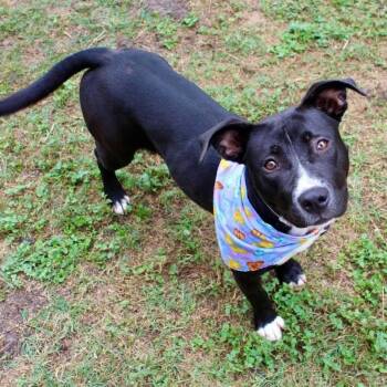 Michelle -  American Staffordshire Terrier Dog for Adoption in Mooresville, North Carolina - Michelle | PetCurious