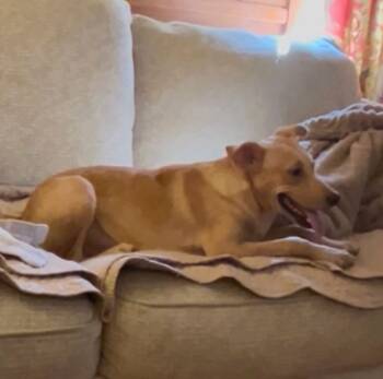 Amy -  Yellow Labrador Retriever Dog for Adoption in Danville, Vermont - Amy | PetCurious