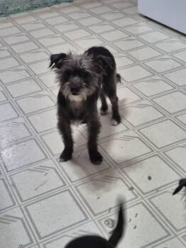 Eddie -  Chihuahua and Miniature Poodle Dog for Adoption in Rockwell City, Iowa - Eddie | PetCurious