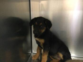 German Shepherd Dog and Mixed Breed Dogs Available for Adoption - A1900997 | PetCurious