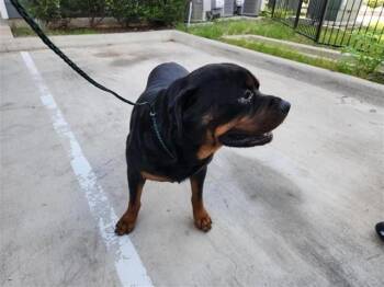 A661470 -  Rottweiler Dog for Adoption in Houston, Texas - A661470 | PetCurious