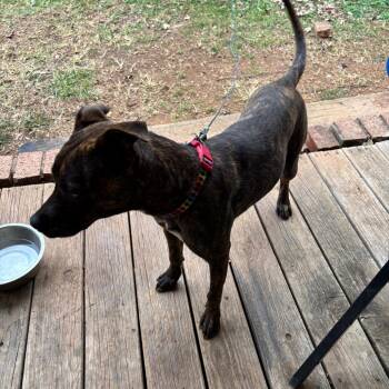Pit Bull Terrier Dogs Available for Adoption in Roanoke, Virginia - Brownie | PetCurious
