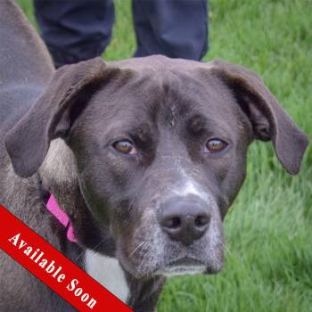 Labrador Retriever and American Bulldog Dogs Available for Adoption in Huntley, Illinois - Dash | PetCurious