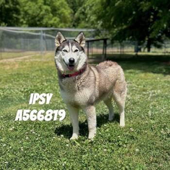 Siberian Husky Dogs Available for Adoption - IPSY | PetCurious