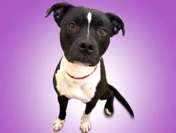 OREO -  Pit Bull Terrier and Mixed Breed Dog for Adoption in Fort Lauderdale, Florida - OREO | PetCurious