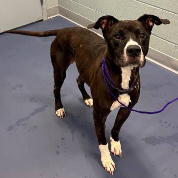 Cozmo -  Pit Bull Terrier Dog for Adoption in Greensboro, North Carolina - Cozmo | PetCurious