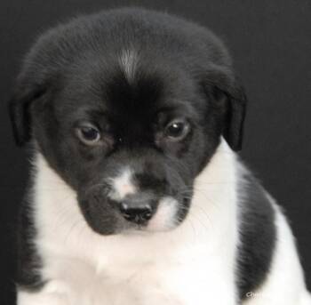 Basset Hound Dogs Available for Adoption - Sven | PetCurious