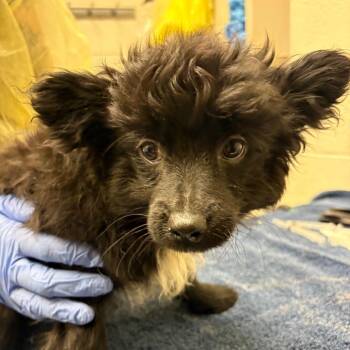 Mixed Breed Dogs Available for Adoption - Brownie | PetCurious