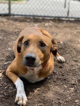 Australian Cattle Dog Blue Heeler Dogs Available for Adoption in Teterboro, New Jersey - Myla | PetCurious