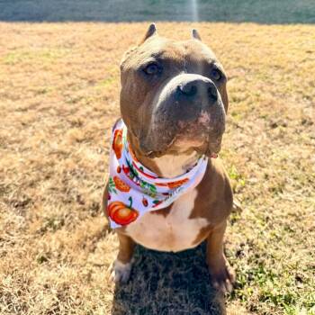Pit Bull Terrier Dogs Available for Adoption in Angleton, Texas - Walnut | PetCurious
