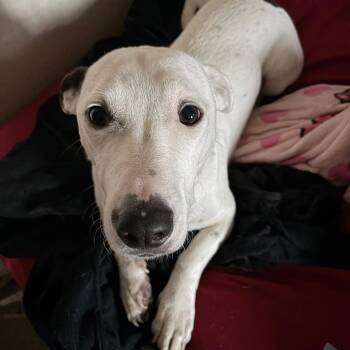 Moose -  Dachshund and Terrier Dog for Adoption in Bristol, Indiana - Moose | PetCurious