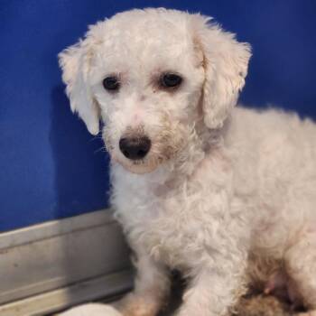 Bichon Frise Dogs Available for Adoption - Federica | PetCurious