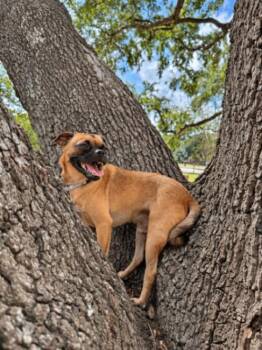 Pickles Pupperoni Hollywood -  Pug and Chihuahua Dog for Adoption in Friendswood, Texas - Pickles Pupperoni Hollywood | PetCurious