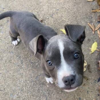 Lupe -  Pit Bull Terrier and Mixed Breed Dog for Adoption in Auburn, New Hampshire - Lupe | PetCurious