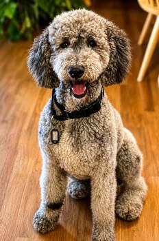 Teddy -  Poodle Dog for Adoption in Columbia, Maryland - Teddy | PetCurious
