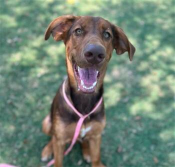 Rescue Doberman Pinscher and Mixed Breed Dogs for Adoption in Texas City, Texas - COPPER II | PetCurious