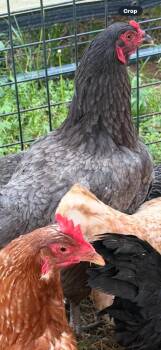 Mixed Breed Dogs Available for Adoption in Columbia, Tennessee - Chicken #10 | PetCurious