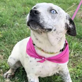 Australian Cattle Dog Blue Heeler Dogs Available for Adoption in Metamora, Michigan - Cricket | PetCurious
