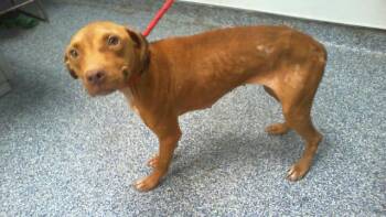 MAPLE -  Pit Bull Terrier Dog for Adoption in Charlotte, North Carolina - MAPLE | PetCurious
