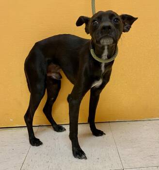 Rescue Italian Greyhound and Terrier Dogs for Adoption in Joshua Tree, California - HUCKLEBERRY | PetCurious
