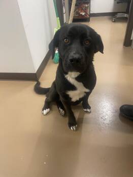 Labrador Retriever Dogs Available for Adoption - Shadow | PetCurious