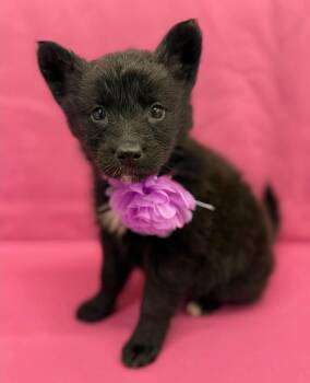 Butter -  Husky and German Shepherd Dog Dog for Adoption in Sedalia, Colorado - Butter | PetCurious