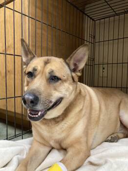 Rescue German Shepherd Dog Dogs for Adoption in Pantego, Texas - King Randol Oaks | PetCurious