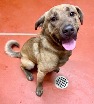 Mixed Breed Dogs Available for Adoption in Douglasville, Georgia - Beary | PetCurious