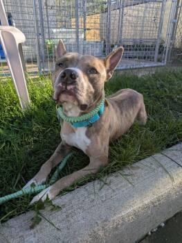 Valor -  Pit Bull Terrier Dog for Adoption in Cleveland, Ohio - Valor | PetCurious