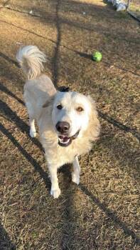 Great Pyrenees and Mixed Breed Dogs Available for Adoption - 04072B Juno | PetCurious