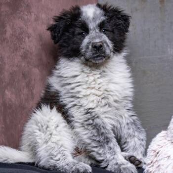 Mixed Breed Dogs Available for Adoption - Eleanor | PetCurious