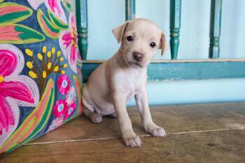 Ruler -  Chihuahua Dog for Adoption in San Antonio, Texas - Ruler | PetCurious