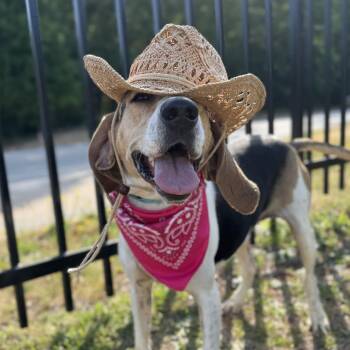 Coonhound Dogs Available for Adoption in Columbia, South Carolina -  Tulip | PetCurious