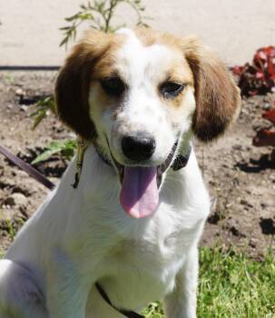 Timber -  Cavalier King Charles Spaniel Dog for Adoption in Pottsville, Pennsylvania - Timber | PetCurious