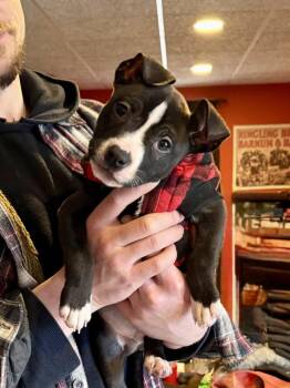 American Staffordshire Terrier Dogs Available for Adoption - Finnegan | PetCurious