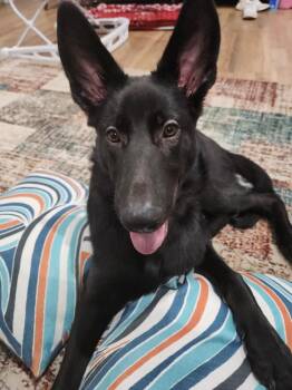 German Shepherd Dog Dogs Available for Adoption in Newport Beach, California - Midnight | PetCurious