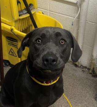 Lucy -  Weimaraner Dog for Adoption in Fruit Heights, Utah - Lucy | PetCurious