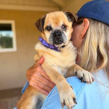 Lorenzo Lotus -  Pug Dog for Adoption in Ramona, California - Lorenzo Lotus | PetCurious