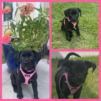 Harmony -  Mixed Breed Dog for Adoption in Milton, Florida - Harmony | PetCurious