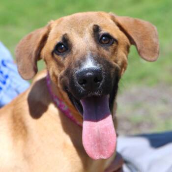 Laura (AO36669) -  Shepherd Dog for Adoption in Kansas City, Kansas - Laura (AO36669) | PetCurious