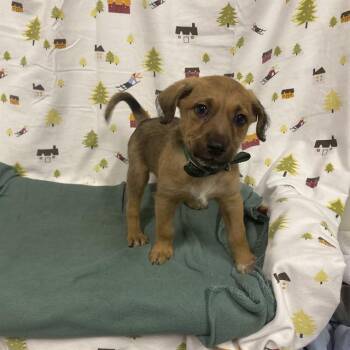 A614411 -  Border Terrier and Mixed Breed Dog for Adoption in Modesto, California - A614411 | PetCurious