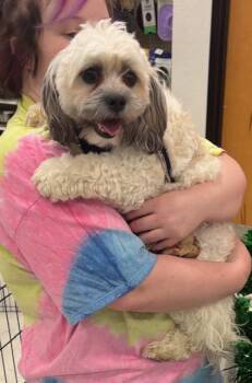 Lhasa Apso and Mixed Breed Dogs Available for Adoption - Cooper | PetCurious