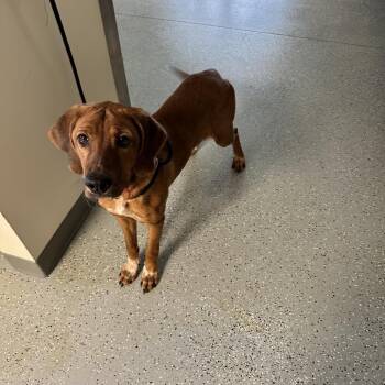 Penny -  Hound and Mixed Breed Dog for Adoption in Galax, Virginia - Penny | PetCurious