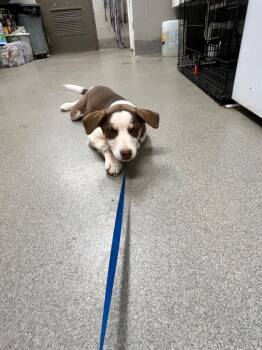 Husky Dogs Available for Adoption in Hopkinsville, Kentucky - Taco | PetCurious