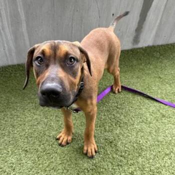 Shrimp -  Labrador Retriever and Mixed Breed Dog for Adoption in Merriam, Kansas - Shrimp | PetCurious
