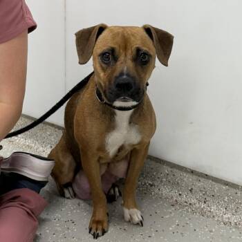 Sweetsy -  Mixed Breed Dog for Adoption in Indianapolis, Indiana - Sweetsy | PetCurious