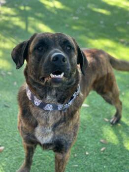 Shepherd and Anatolian Shepherd Dogs Available for Adoption in Lakeland, Florida - Miss. Mank | PetCurious