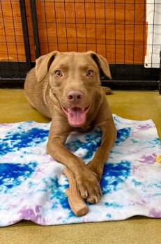 Campidoglio -  Pit Bull Terrier and Labrador Retriever Dog for Adoption in Fort Lupton, Colorado - Campidoglio | PetCurious