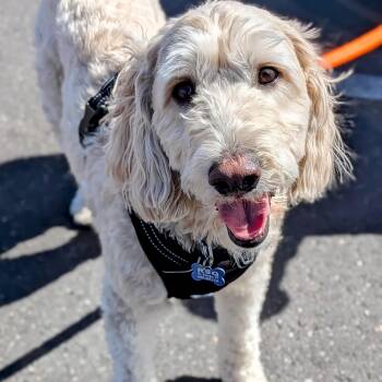 Goldendoodle Dogs Available for Adoption - Casey | PetCurious